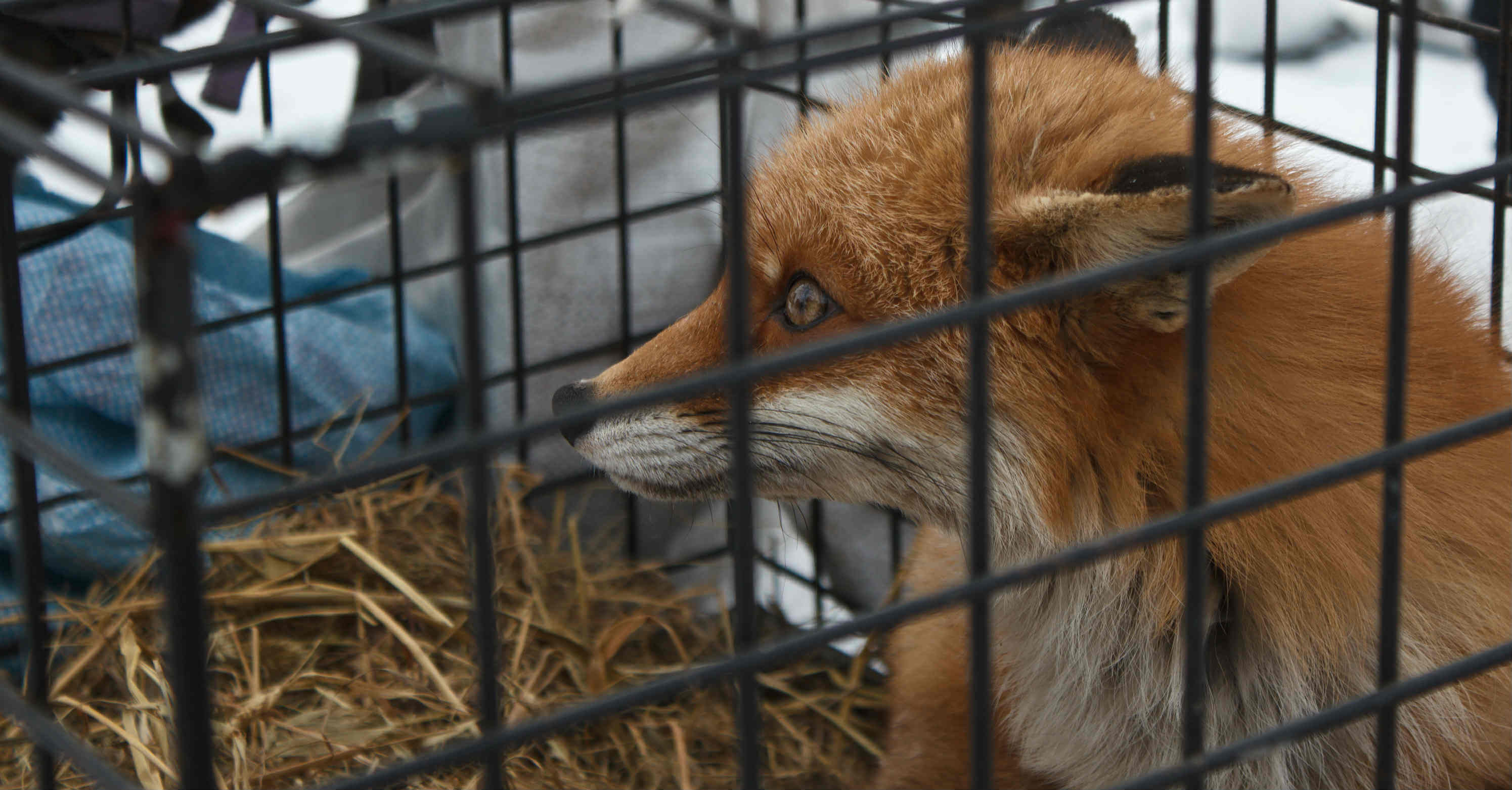 More about the Wildlife Removal we offer in Walton, KY, 41094